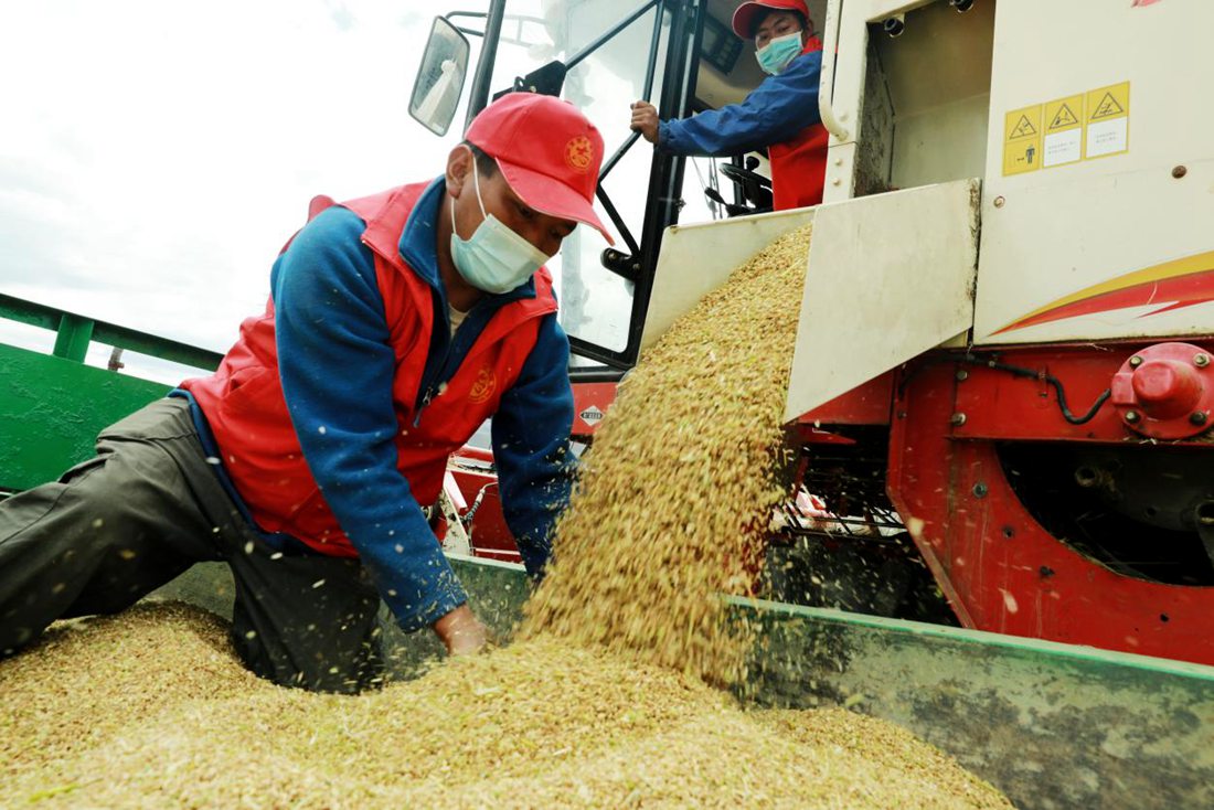 疫情之下，志愿者是田間最美的風(fēng)景。洛克攝