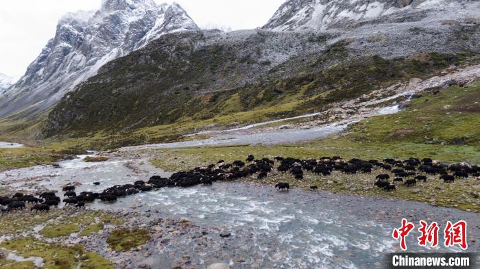 圖為轉(zhuǎn)場(chǎng)中的牦牛?！÷蹇?攝