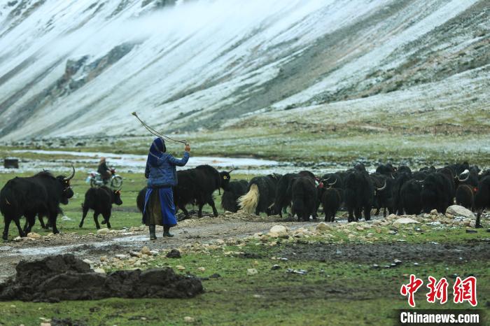 圖為牧民在趕牦牛?！÷蹇?攝