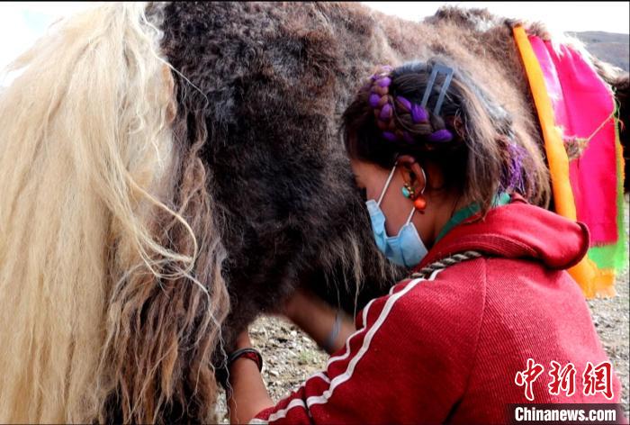圖為牧民正在擠奶?！∪湛t文聯(lián)供圖