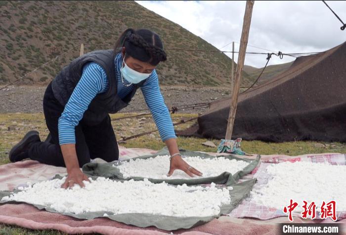 圖為牧民正在制作奶渣。　日喀則文聯(lián)供圖