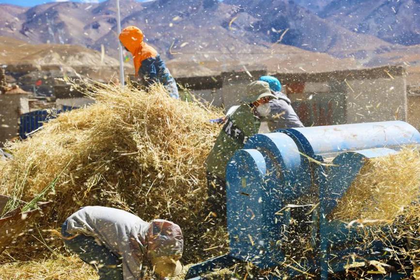 西藏吉?。簬愠两襟w驗(yàn)秋收打場(chǎng)