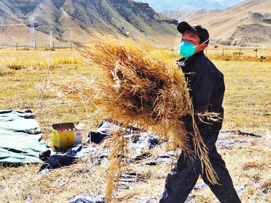西藏吉?。簬愠两襟w驗(yàn)秋收打場(chǎng)【2】