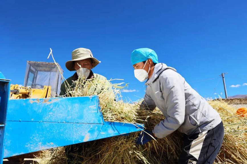 西藏吉?。簬愠两襟w驗(yàn)秋收打場(chǎng)【4】