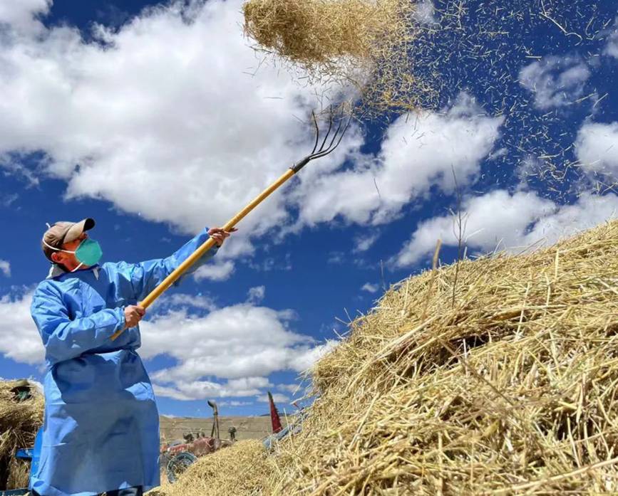 西藏吉?。簬愠两襟w驗(yàn)秋收打場(chǎng)【6】