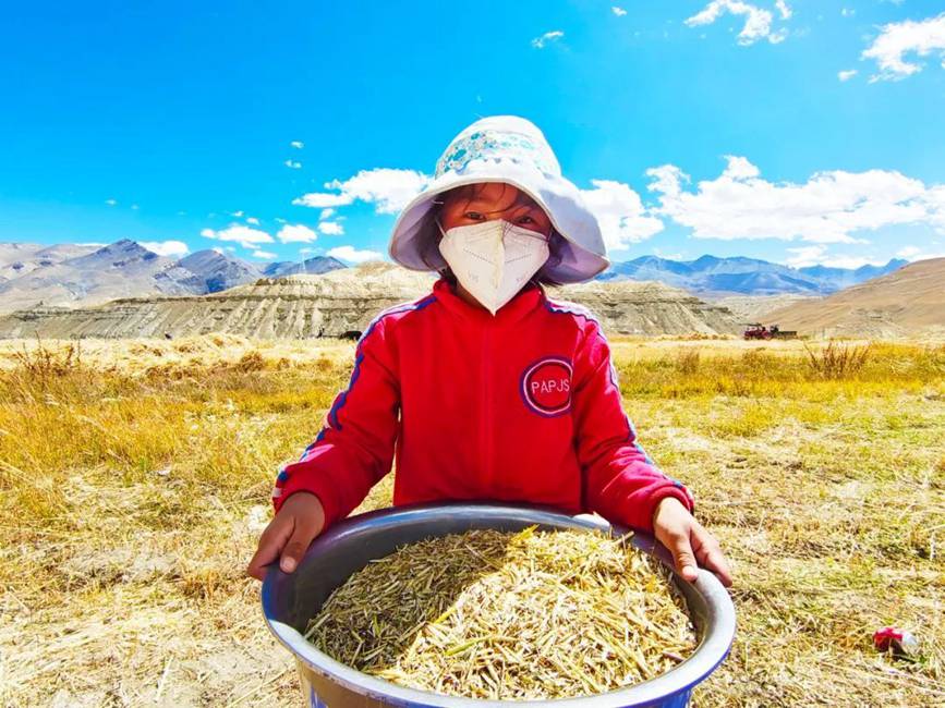 西藏吉?。簬愠两襟w驗(yàn)秋收打場(chǎng)【9】