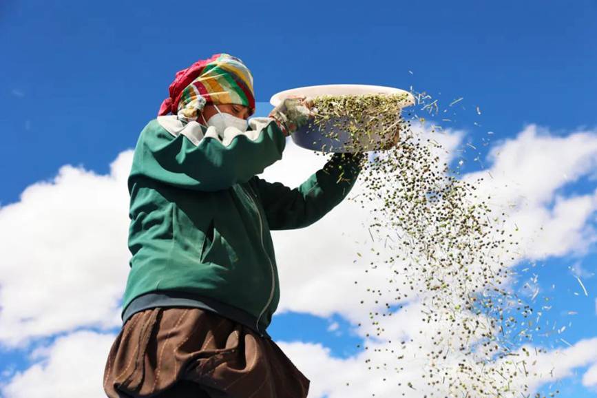 西藏吉?。簬愠两襟w驗(yàn)秋收打場(chǎng)【11】