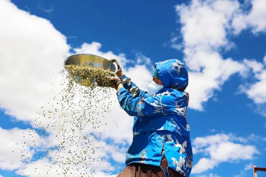 西藏吉?。簬愠两襟w驗(yàn)秋收打場(chǎng)【12】