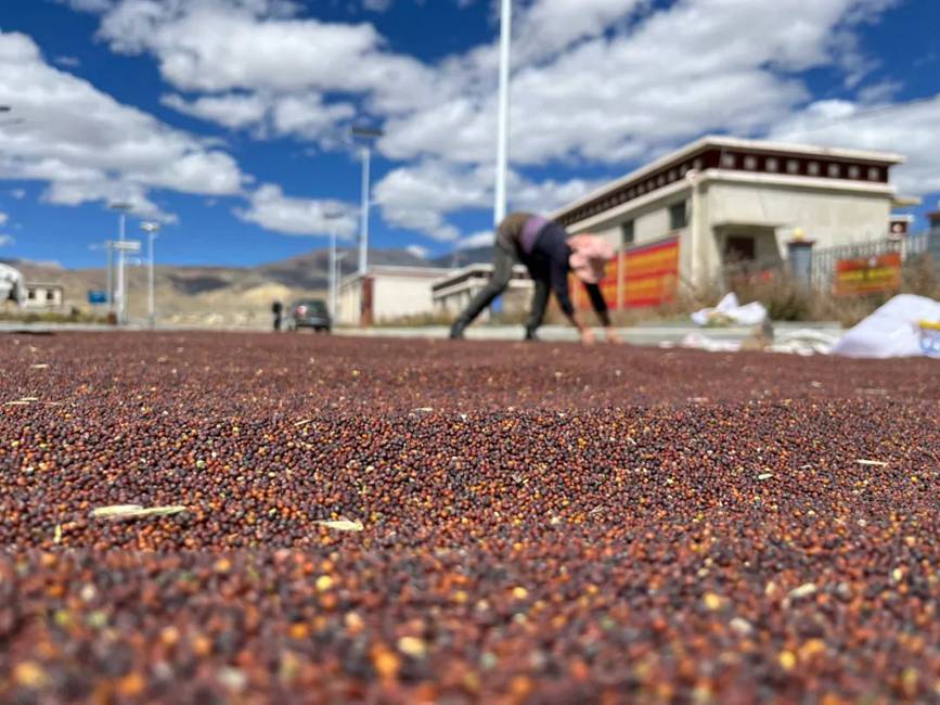 西藏吉?。簬愠两襟w驗(yàn)秋收打場(chǎng)【15】