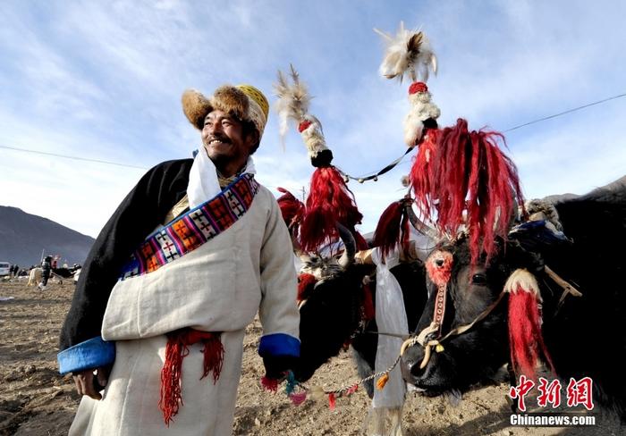資料圖為2013年3月16日，拉薩市堆龍德慶區(qū)德慶村的農(nóng)民牽著牦牛參加春耕儀式，按照傳統(tǒng)方式由牦牛開第一犁。 <a target='_blank' href='/'><p  align=
