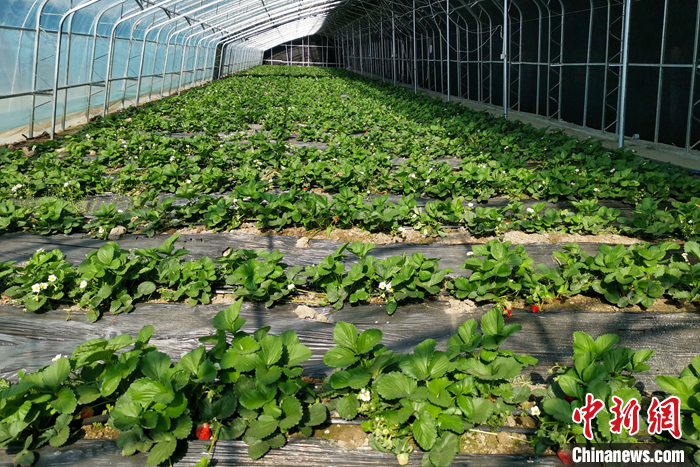 圖為10月21日，康馬縣薩馬達(dá)鄉(xiāng)高原溫室大棚內(nèi)的草莓長勢(shì)良好。<a target='_blank' href='/'><p  align=