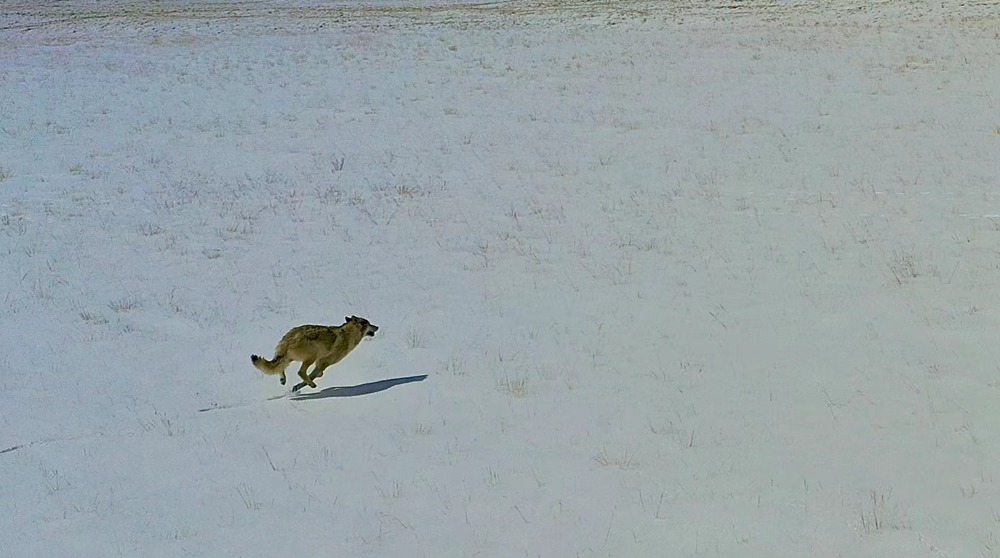 雪地里疾馳的阿里“狼”。
