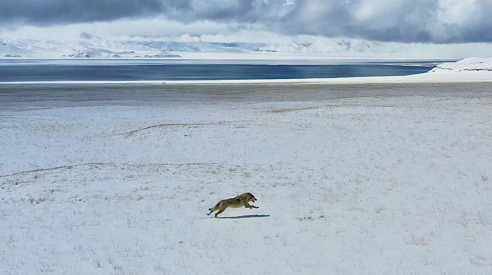雪地里疾馳的阿里“狼”。