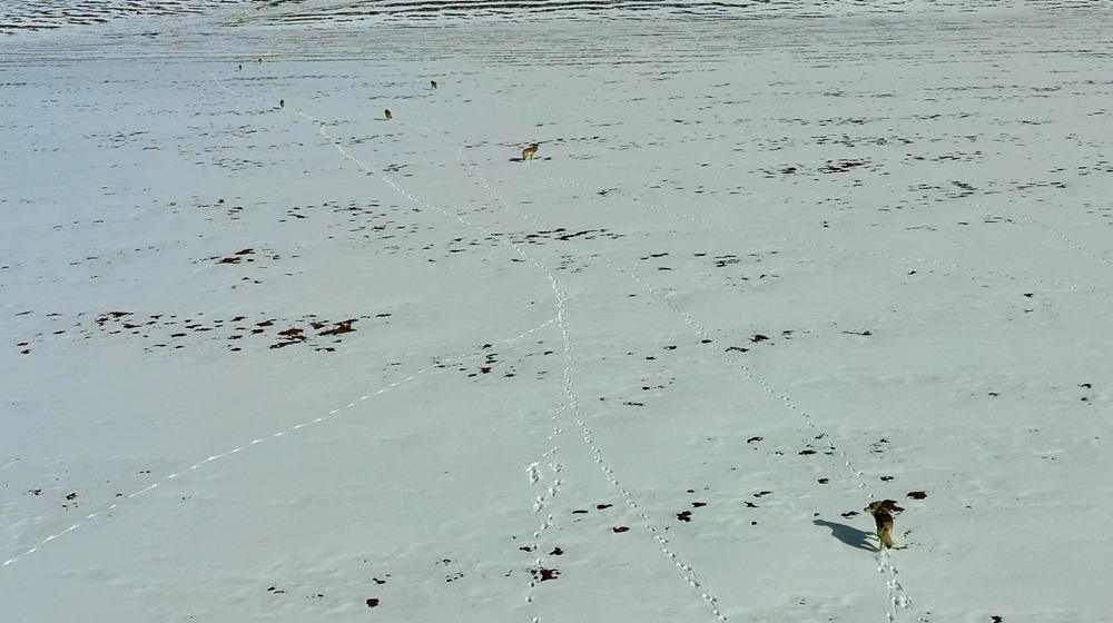 天地一色，狼群在雪地里不斷地向前奔跑。