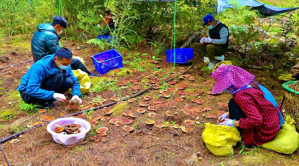 采摘靈芝。