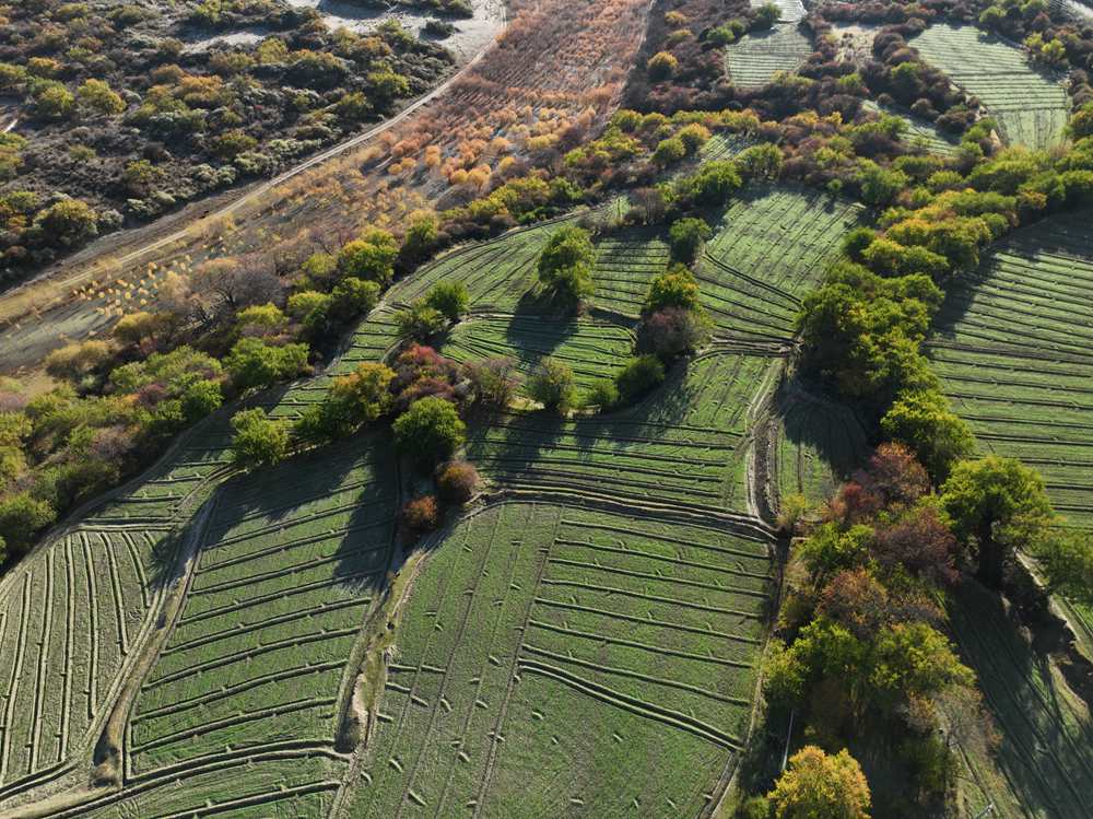 雅魯藏布江畔的高原梯田。