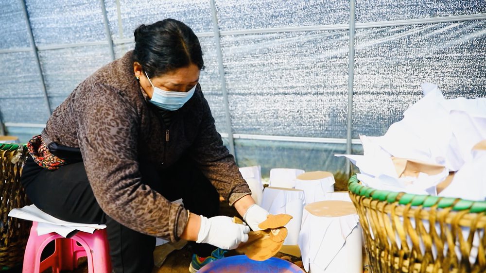 采收靈芝孢子粉。