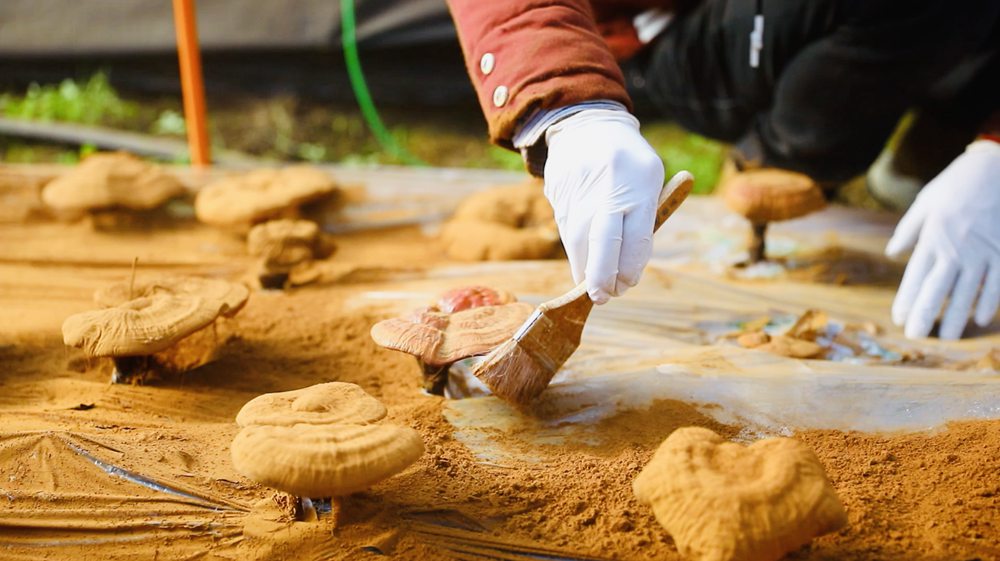 采收靈芝孢子粉。