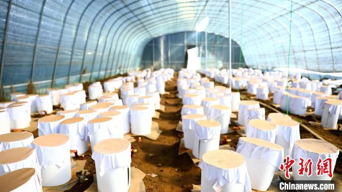 圖為靈芝套袋?！∴嚢?攝