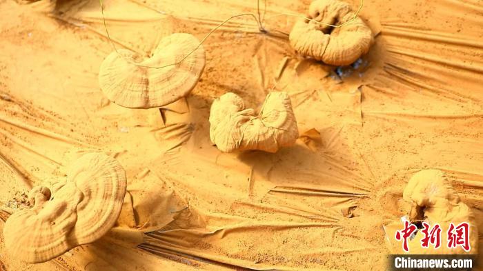 圖為靈芝基地內(nèi)孢子粉布滿塑料膜?！〉录?攝