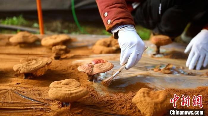 圖為農(nóng)民采收靈芝孢子粉?！〉录?攝