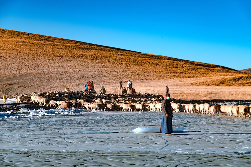 牧民趕著羊群，準(zhǔn)備通過(guò)冰面。 覃穎華攝