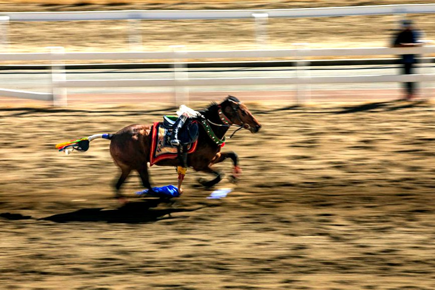 藏歷新年，精彩的馬術表演。張靜攝
