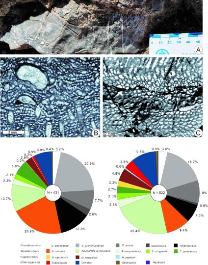 中國古生物學家在西藏發(fā)現3.9億年前生物礁