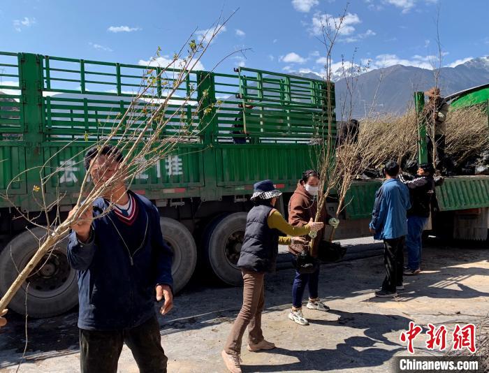 民眾搬運(yùn)苗木?！〔际忻⒖悼h委宣傳部供圖