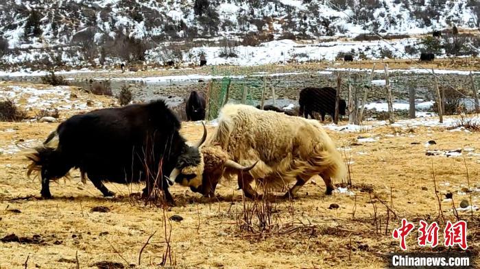 圖為角木那村生態(tài)散養(yǎng)的牦牛正在嬉戲。　巴桑曲扎 　攝