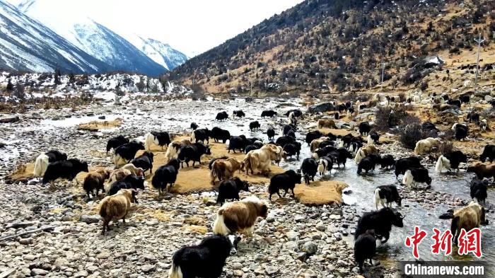 圖為角木那村生態(tài)散養(yǎng)的牦牛正在覓食?！『槿艉?攝