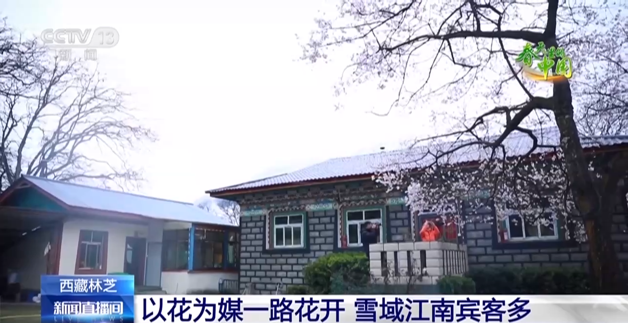 西藏林芝:巍峨雪山阡陌良田 桃花谷春色驚艷