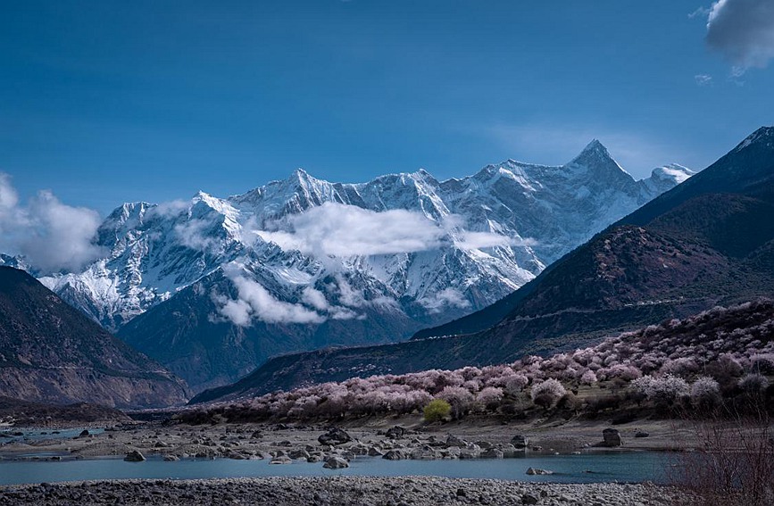 雪山下的桃花。張靜攝