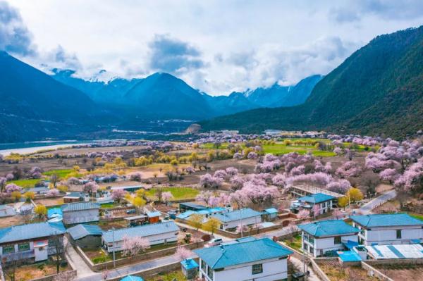 人間桃花源！林芝桃花有多絕？
