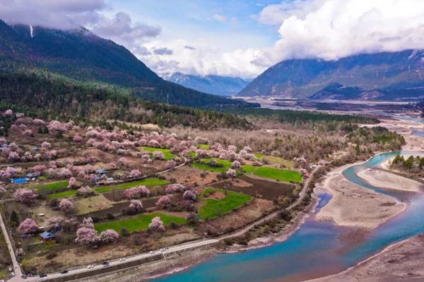 人間桃花源！林芝桃花有多絕？