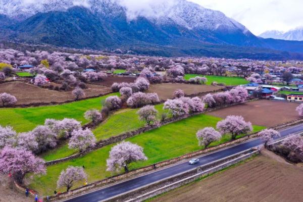 人間桃花源！林芝桃花有多絕？