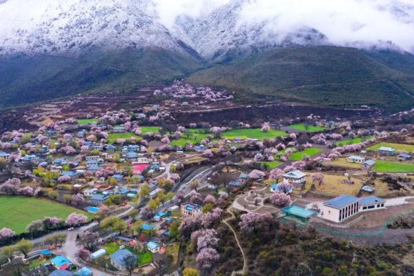 人間桃花源！林芝桃花有多絕？