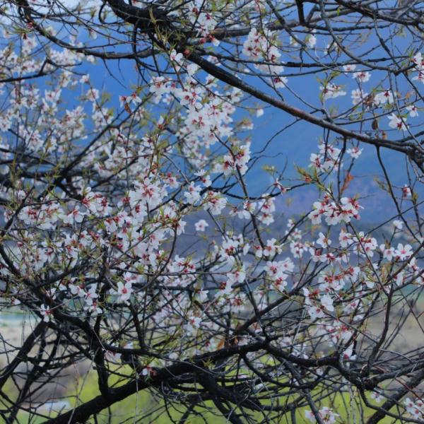 人間桃花源！林芝桃花有多絕？