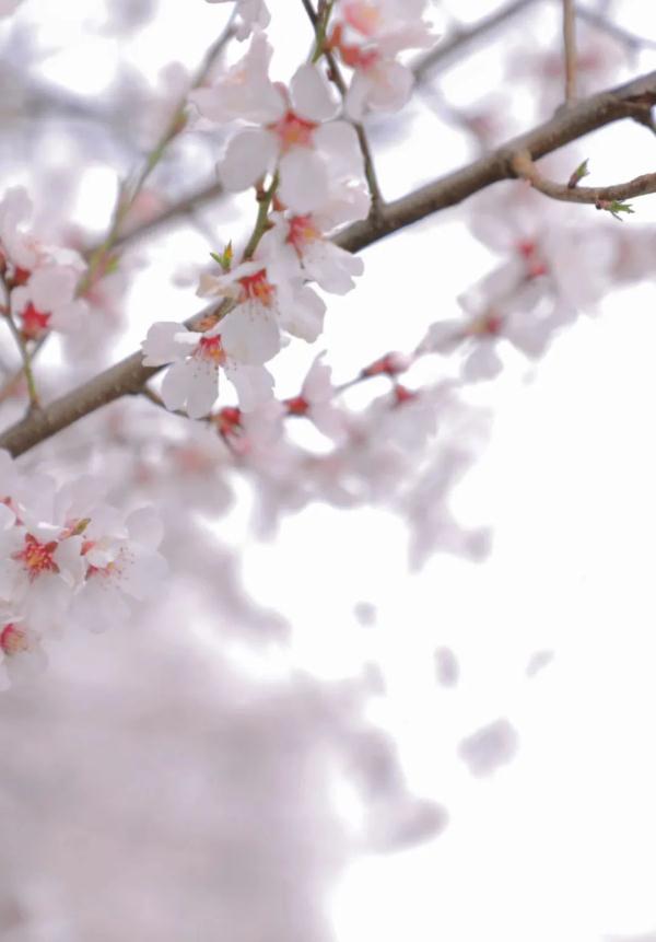 人間桃花源！林芝桃花有多絕？