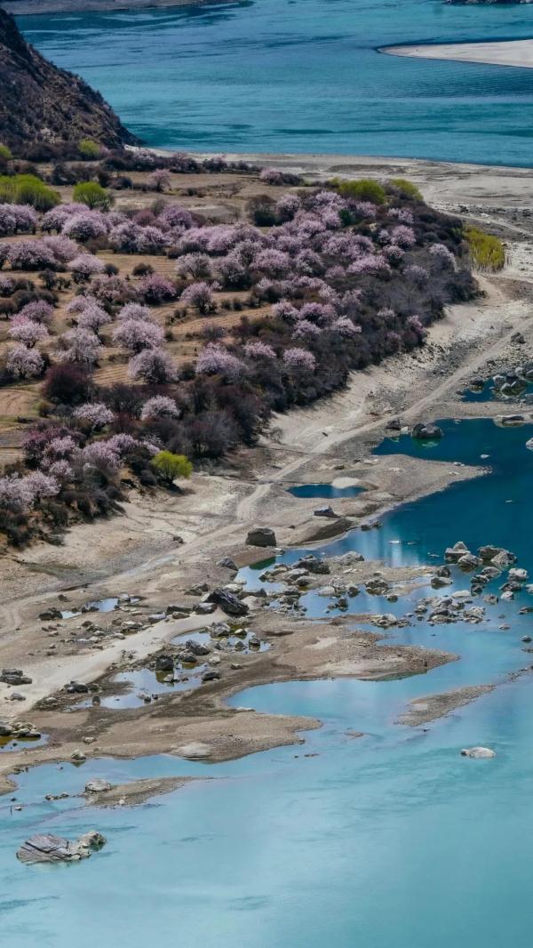 人間桃花源！林芝桃花有多絕？