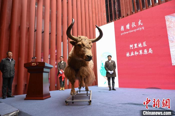 圖為阿里地區(qū)林草局捐贈(zèng)的金絲野牦牛標(biāo)本?！≮w朗 攝