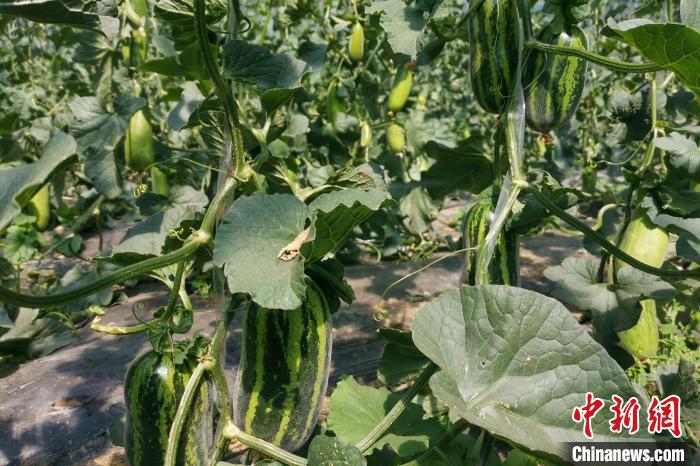 圖為西藏康馬縣大棚內(nèi)的博洋九號(hào)甜瓜。　劉建軍 攝