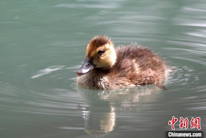 圖為6月22日，棲息在拉魯濕地的白眼潛鴨。　李林 攝