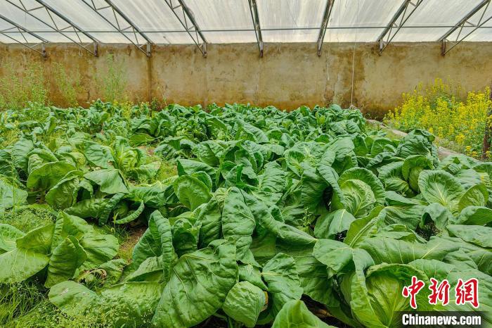 公珠湖執(zhí)勤點的大棚蔬菜，種菜是該執(zhí)勤點輪換民警們的日常。　龍小鳳 攝