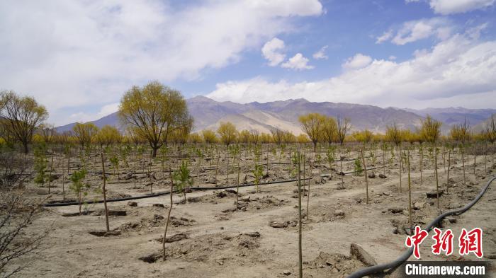 圖為位于乃東區(qū)雅魯藏布江河畔的“民族團(tuán)結(jié)同心林”已初具雛形?！∧藮|融媒供圖