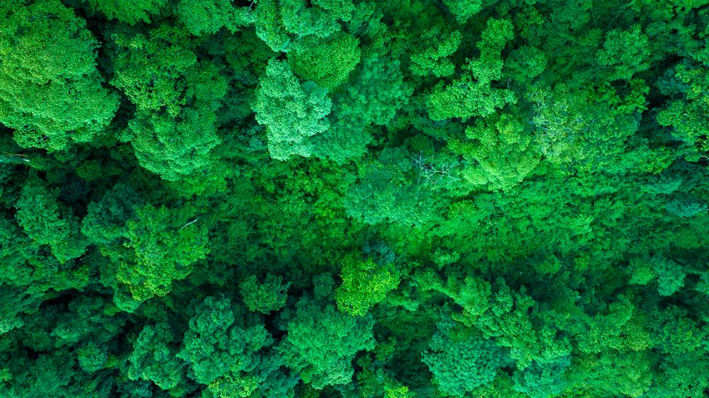 森林覆蓋率達(dá)到50%以上，滿目皆綠。益西曲批攝