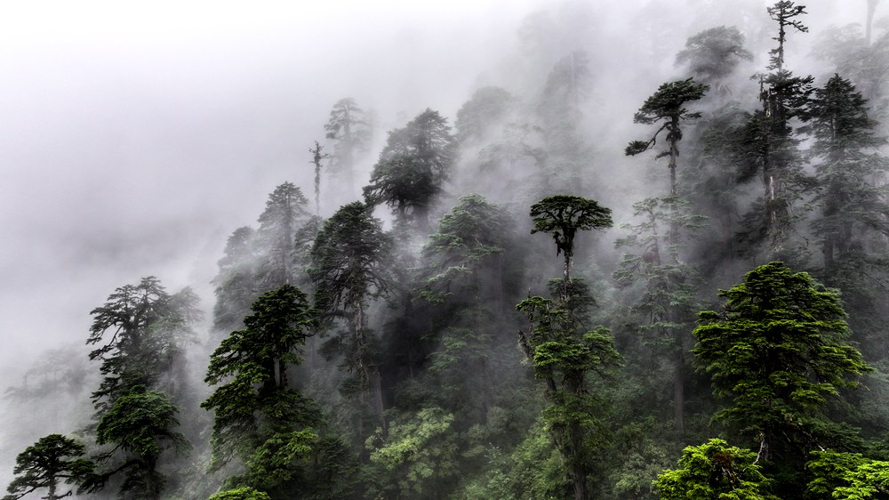 水霧蒸騰，滿目皆綠。張澤坤攝
