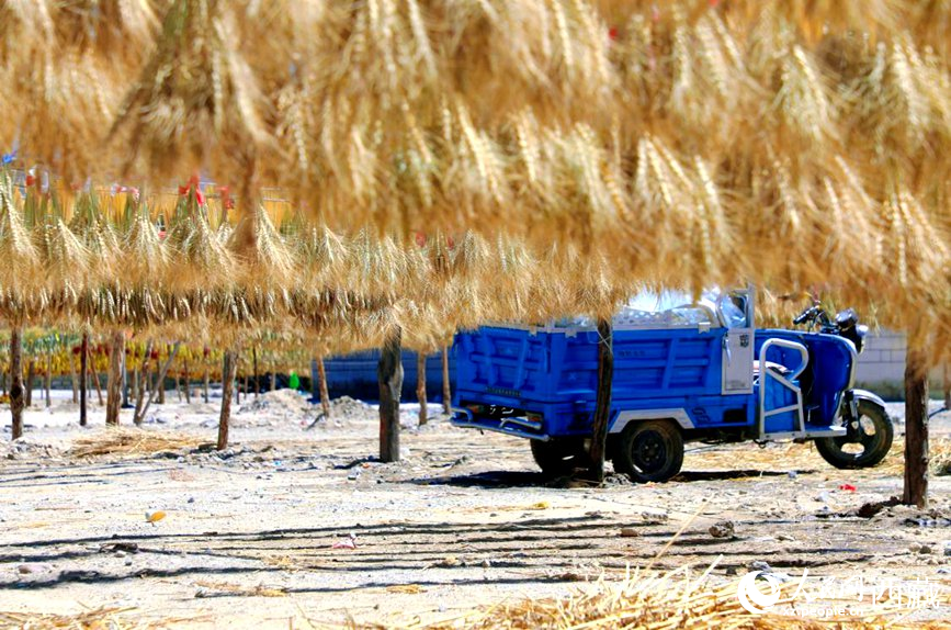 金燦燦的秋天，都是收獲。  人民網(wǎng) 李海霞攝