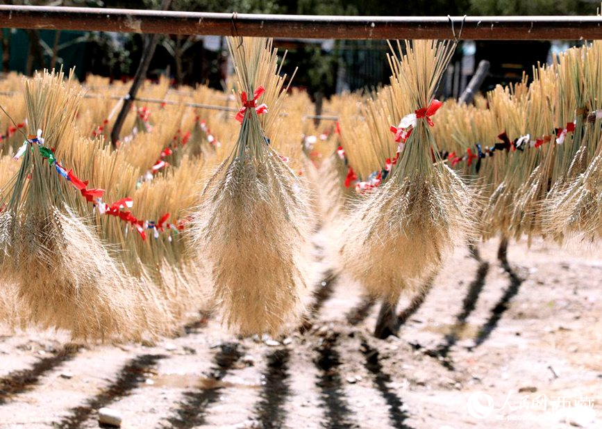 整個(gè)村莊沉浸在收獲的喜悅中。人民網(wǎng) 李海霞攝