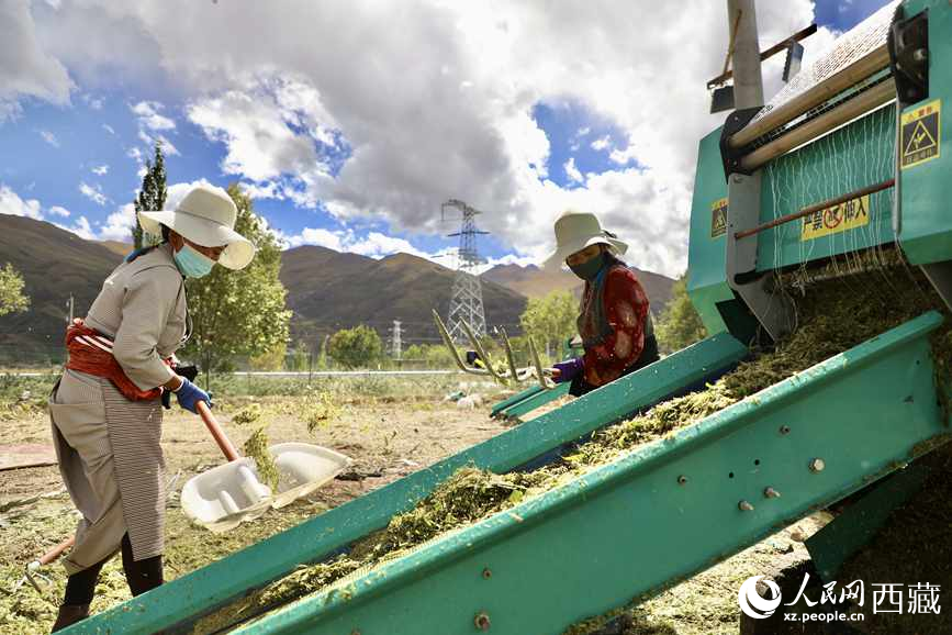 曲水茶巴拉村民正在包裝青飼玉米。人民網(wǎng)記者 次仁羅布攝